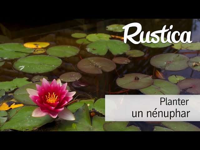 découvrez comment cultiver des nénuphars dans votre bassin en 2026 avec nos conseils pratiques pour un jardin aquatique florissant toute l'année.