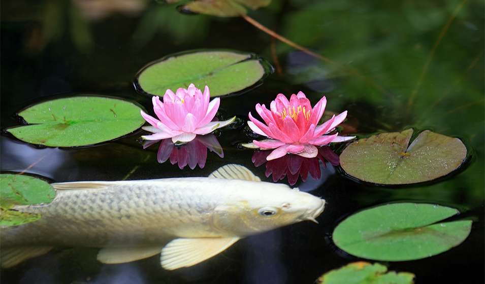 découvrez comment cultiver des nénuphars dans votre bassin en 2026 avec nos conseils pratiques et astuces pour un jardin aquatique florissant.