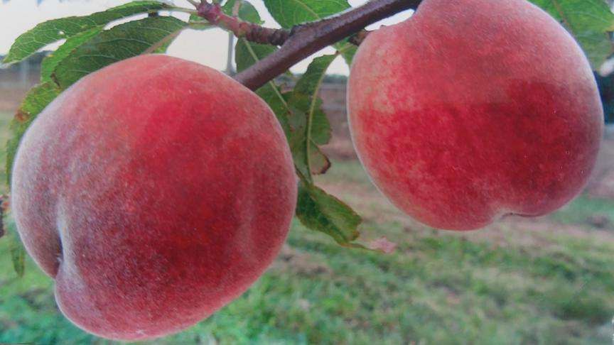 découvrez les conseils essentiels pour cultiver, pêcher, et entretenir vos abricotiers afin d'obtenir des fruits délicieux et un jardin florissant.