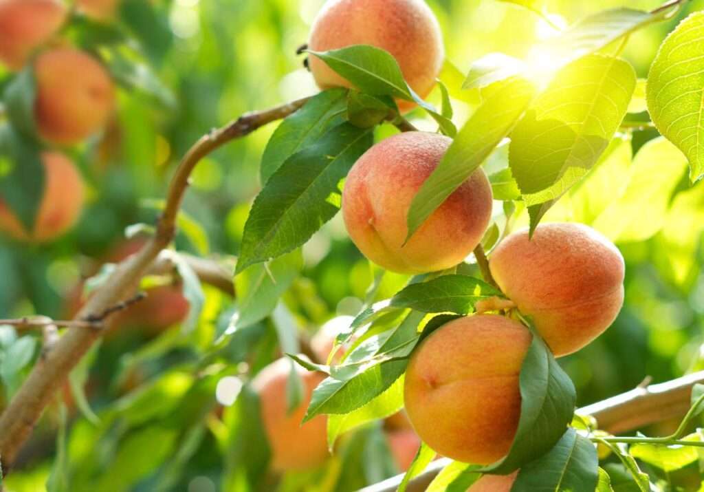 découvrez comment cultiver, entretenir et récolter des pêchers et abricotiers pour obtenir des fruits savoureux et une belle production dans votre jardin.