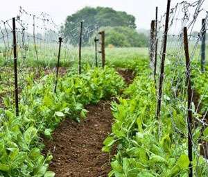 découvrez nos conseils pratiques pour cultiver des petits pois avec succès, du semis à la récolte, pour un potager productif et savoureux.