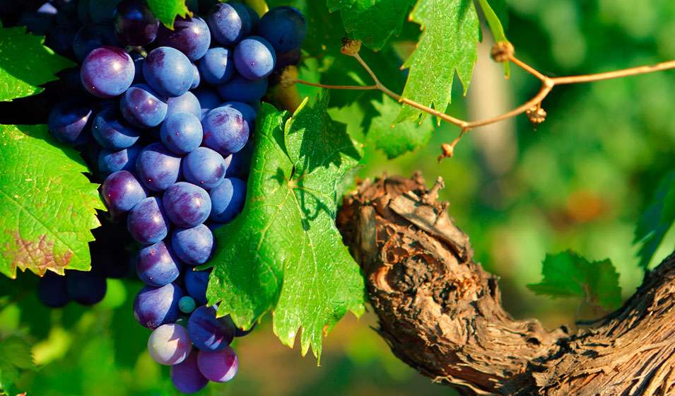 découvrez comment cultiver une vigne pour obtenir des raisins savoureux toute l'année grâce à nos conseils pratiques et astuces de jardinage.