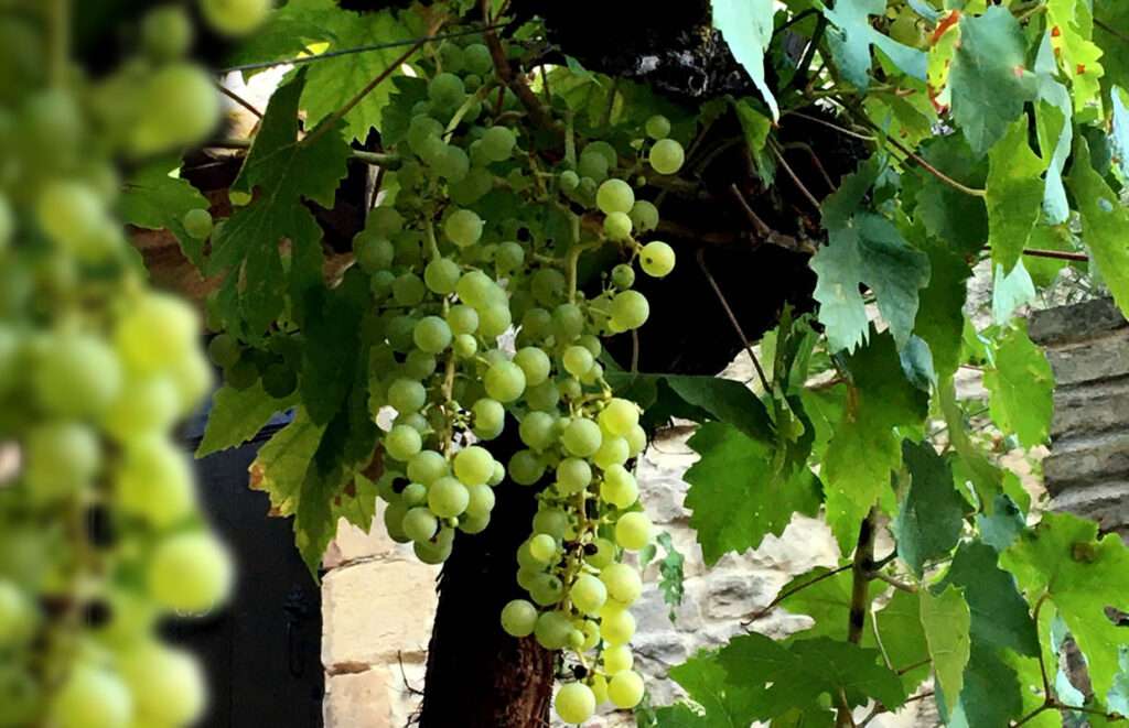 découvrez comment cultiver une vigne pour obtenir des raisins savoureux toute l'année grâce à nos conseils simples et efficaces.
