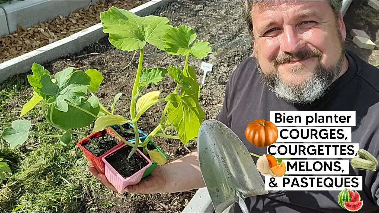 découvrez nos conseils pratiques pour réussir la culture de la courgette dans votre potager, du semis à la récolte.