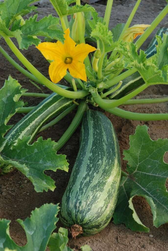 découvrez comment cultiver la courgette dans votre potager avec des conseils pratiques pour un jardin productif et une récolte abondante.