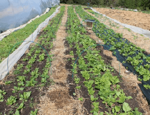découvrez nos conseils pratiques pour la culture des épinards et la récolte optimale afin d'obtenir des feuilles savoureuses et nutritives.