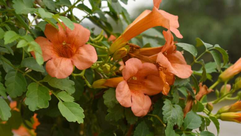 découvrez comment cultiver et entretenir la bignone, une plante grimpante aux fleurs éclatantes, avec nos conseils pratiques pour un jardin coloré et fleuri toute l'année.