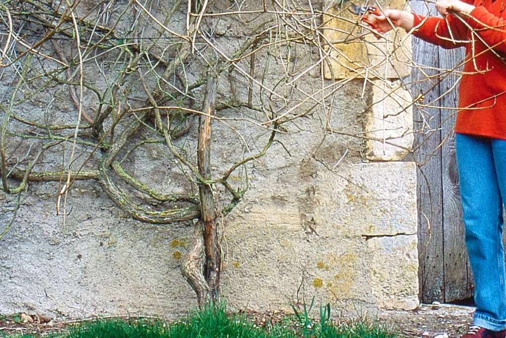 découvrez comment cultiver et entretenir la bignone pour embellir votre jardin avec ses fleurs éclatantes et son feuillage luxuriant.