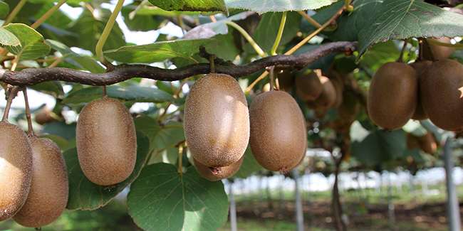 découvrez les meilleures pratiques pour la culture du kiwi actinidia, de la plantation à la récolte, pour optimiser rendement et qualité.