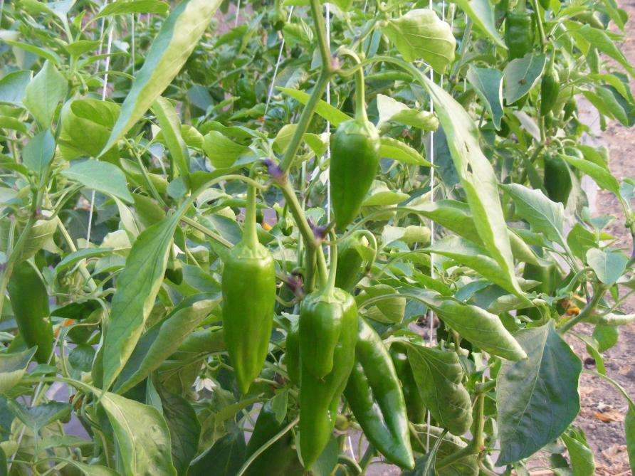 découvrez comment cultiver le poivron dans votre jardin : conseils de plantation, entretien, récolte et astuces pour une culture réussie.