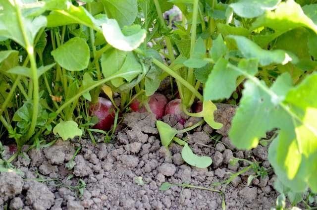 découvrez nos conseils pratiques pour réussir la culture du radis dans votre potager et obtenir une récolte savoureuse et abondante.