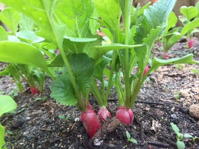 découvrez nos conseils pratiques pour la culture du radis au potager : semis, entretien et récolte pour des radis frais et savoureux toute l'année.
