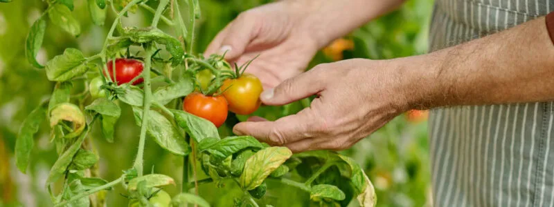 découvrez nos conseils pratiques pour la culture de la tomate et la récolte optimale de vos fruits. astuces, timing et soins pour une récolte réussie.