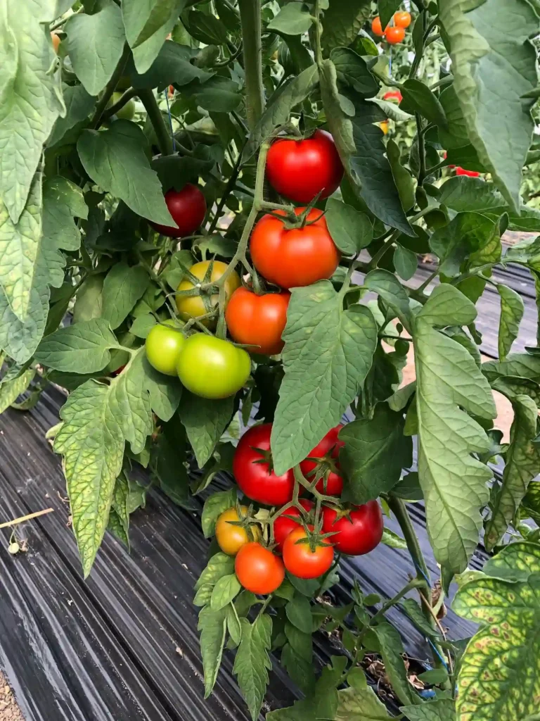 découvrez nos conseils pratiques pour la culture et la récolte des tomates afin d'obtenir une production savoureuse et abondante.