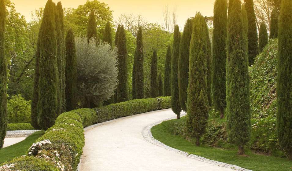 découvrez comment planter et entretenir un cyprès de provence pour embellir votre jardin avec ce conifère méditerranéen élégant et facile à maintenir.