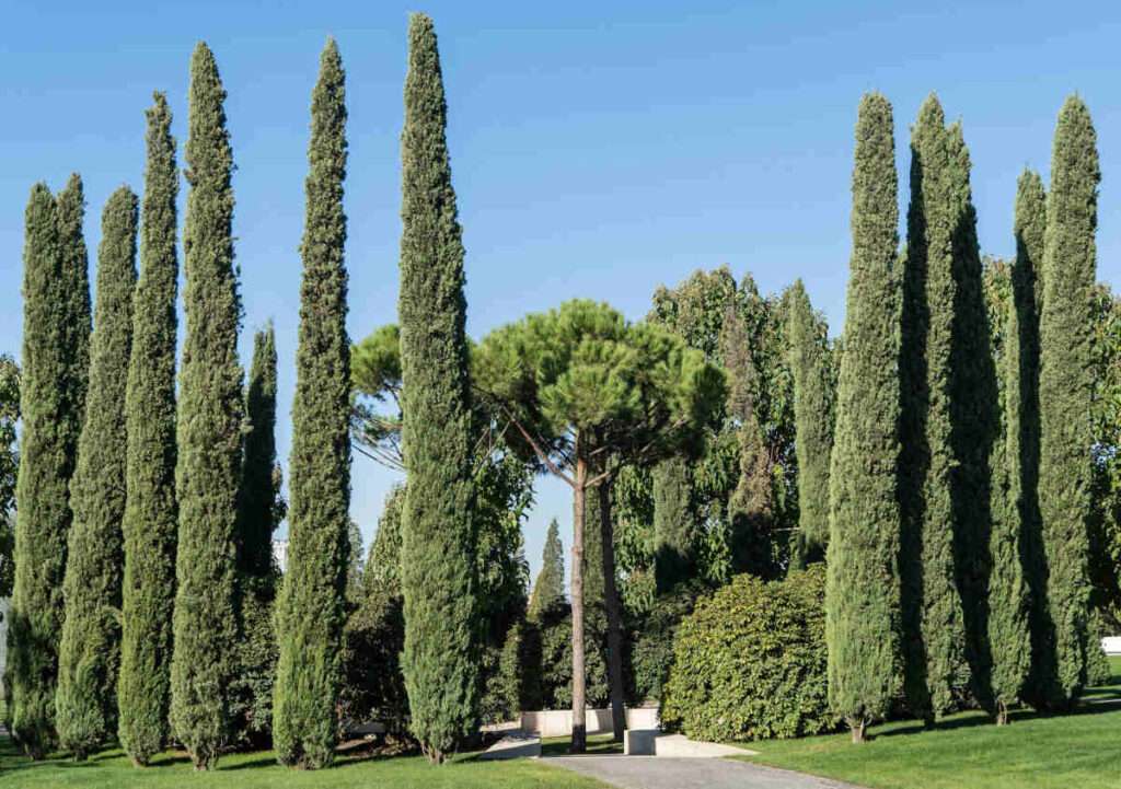 découvrez comment planter et entretenir votre cyprès de provence pour embellir votre jardin avec cet arbre typique de la région.