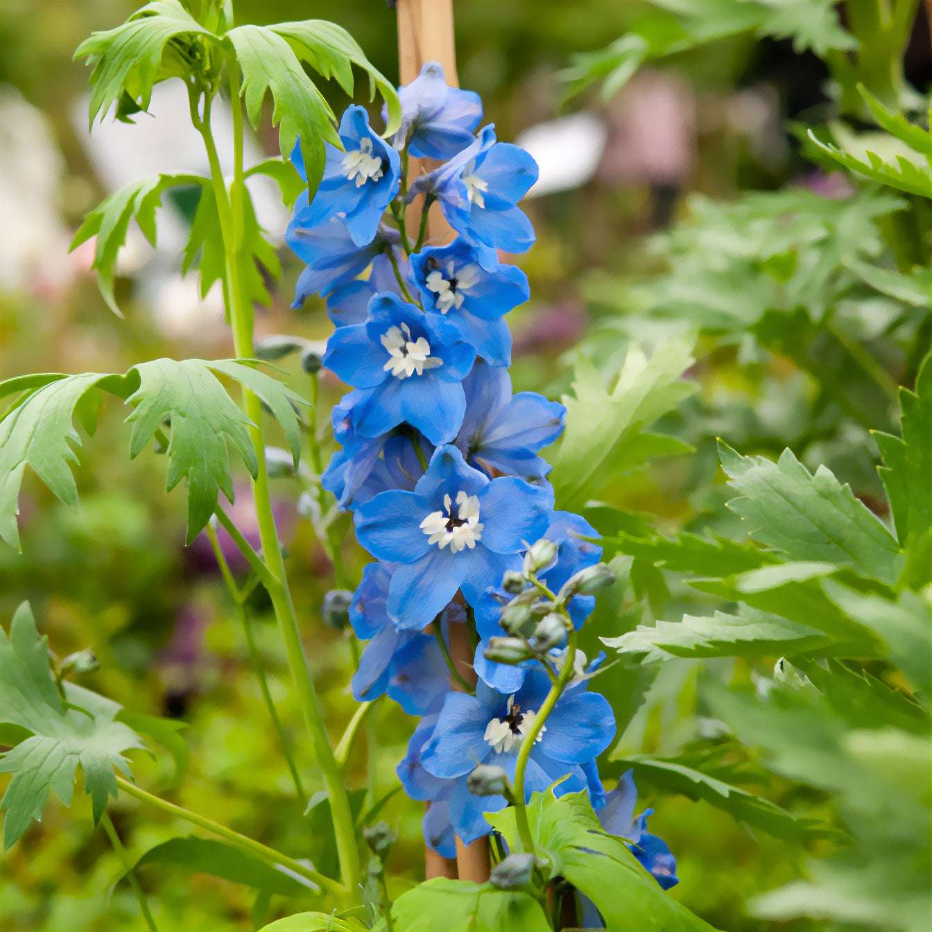 découvrez comment les delphiniums apportent éclat et hauteur à votre jardin coloré avec leurs magnifiques fleurs bleues, violettes ou blanches.