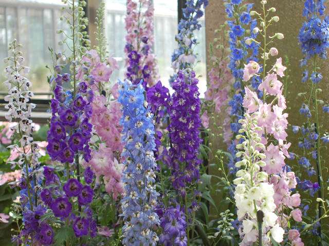 découvrez nos delphiniums pour apporter une touche de couleur éclatante et de charme à votre jardin.