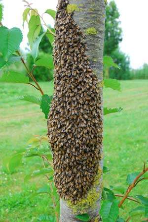 découvrez comment démarrer une ruche amateur et maîtriser les soins essentiels pour élever des abeilles avec succès. guide pratique pour apiculteurs débutants.