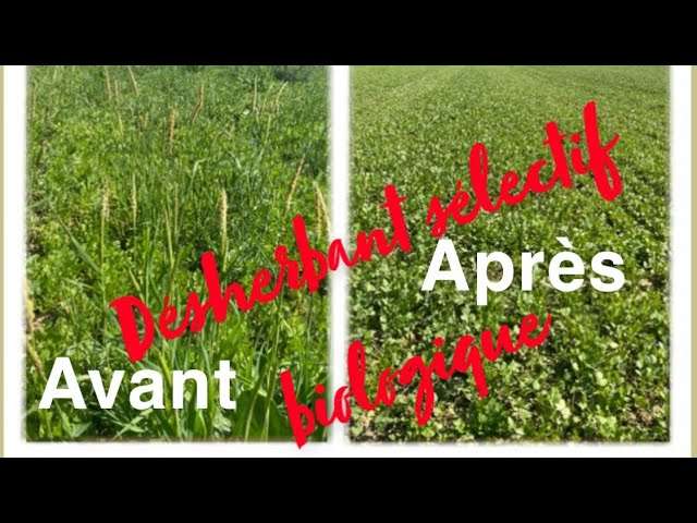 découvrez nos méthodes efficaces de désherbage sélectif pour gazon, qui éliminent les mauvaises herbes sans abîmer votre pelouse. obtenez un gazon sain et verdoyant toute l'année.