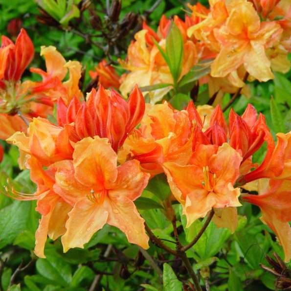 découvrez les principales différences entre les rhododendrons et les azalées, deux plantes de la famille des ericacées, pour mieux choisir et entretenir vos arbustes fleuris.