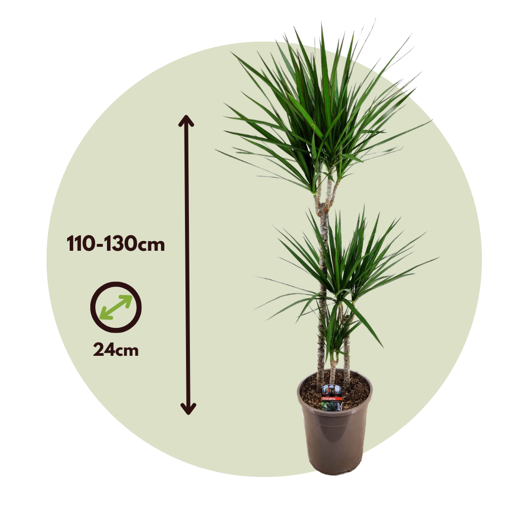 découvrez comment entretenir facilement votre dracaena marginata avec nos conseils simples pour garder cette plante d'intérieur élégante et saine.