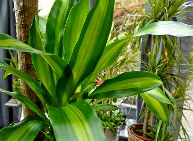 découvrez comment entretenir facilement votre dracaena marginata avec nos conseils simples pour le garder en pleine santé et embellir votre intérieur.