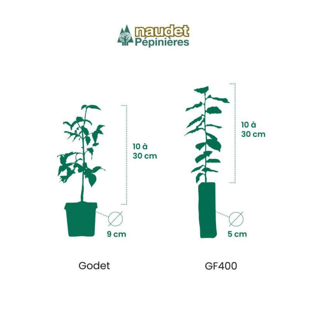découvrez notre guide complet pour identifier et entretenir l'eleagnus chalef, un arbuste décoratif facile à cultiver et idéal pour votre jardin.