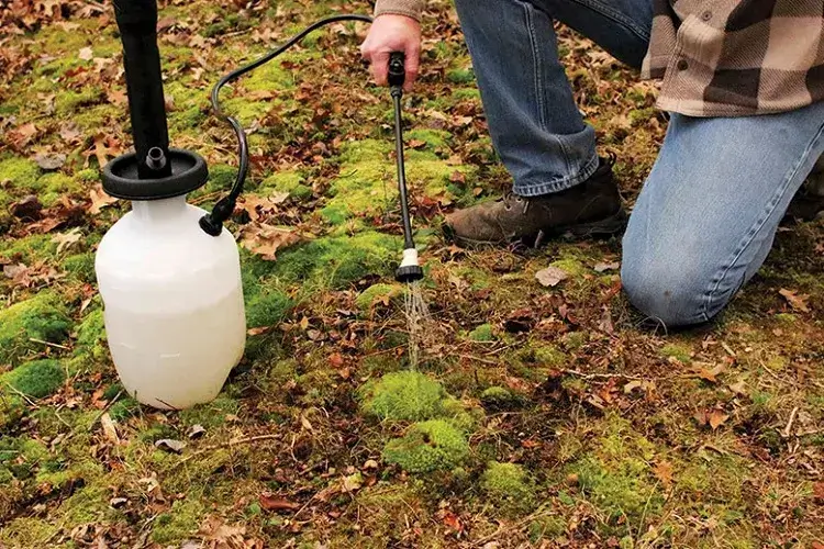 découvrez des méthodes naturelles efficaces pour enlever la mousse de votre pelouse et retrouver un gazon sain et verdoyant sans produits chimiques.