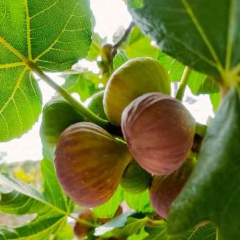 découvrez nos conseils pratiques pour entretenir votre figuier et garantir une excellente récolte de figues savoureuses chaque saison.