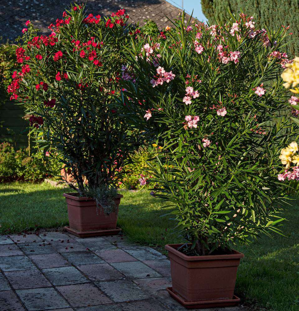 découvrez les conseils essentiels pour entretenir votre laurier rose et assurer une floraison continue tout au long de la saison.