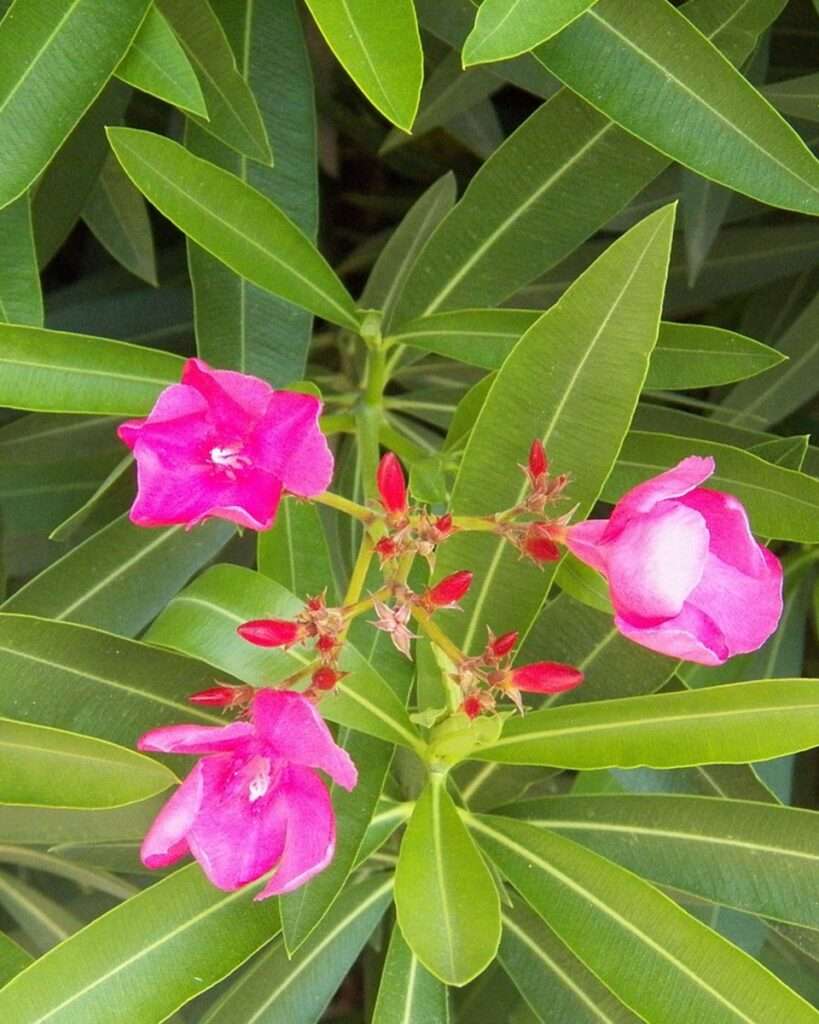 découvrez comment entretenir votre laurier rose pour assurer une floraison continue et abondante tout au long de la saison. conseils pratiques pour un jardin éclatant.