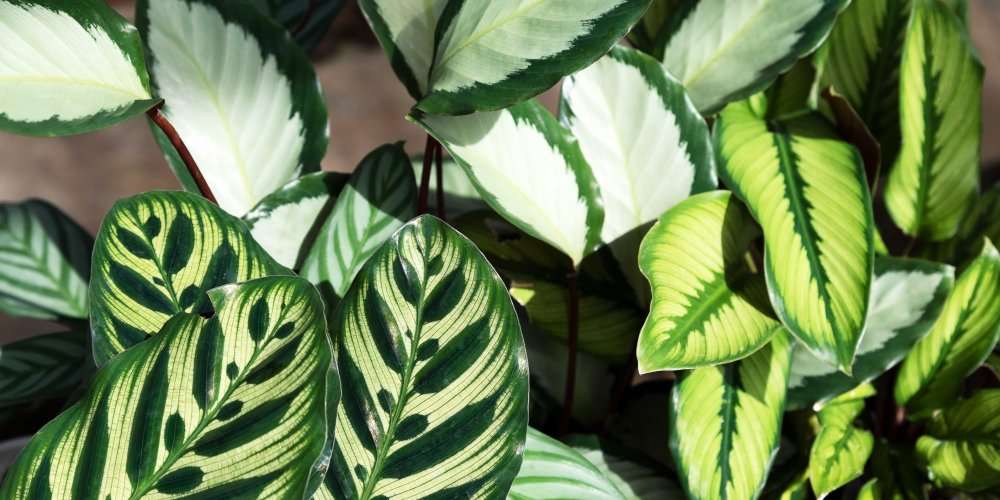 apprenez à entretenir votre calathea avec nos conseils pratiques pour un feuillage éclatant et une plante en pleine santé.