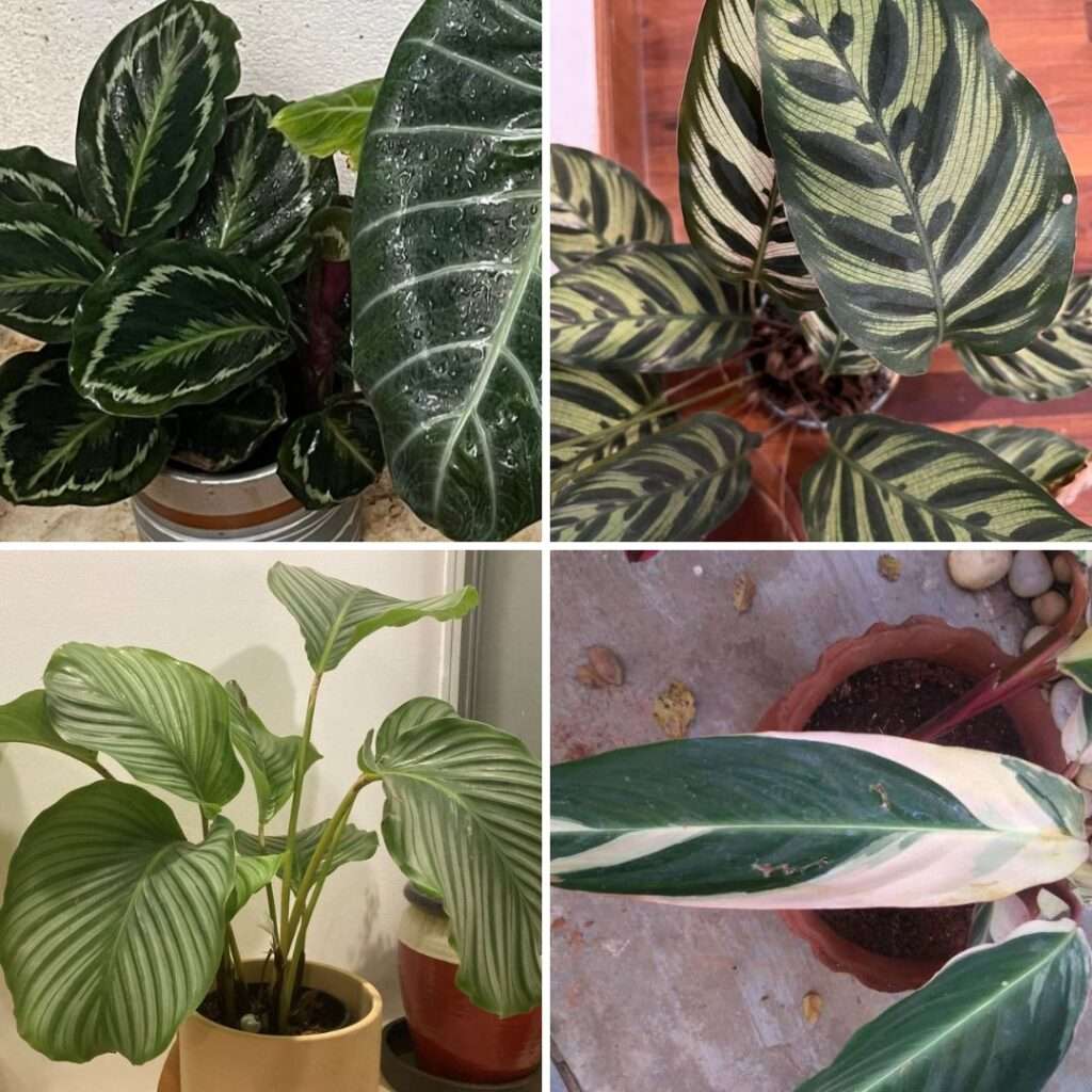 découvrez nos conseils d'entretien pour garder votre calathea en pleine santé : arrosage, luminosité, humidité et soins adaptés.