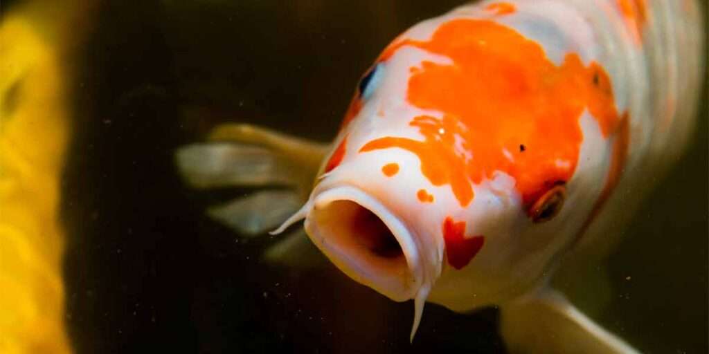 découvrez comment entretenir vos carpes koï pour assurer leur santé et leur beauté. conseils pratiques sur l'alimentation, la qualité de l'eau et le maintien de leur bassin.