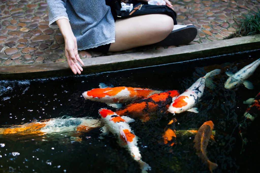 découvrez nos conseils essentiels pour l'entretien des carpes koï, afin de garantir leur santé et leur beauté dans votre bassin.