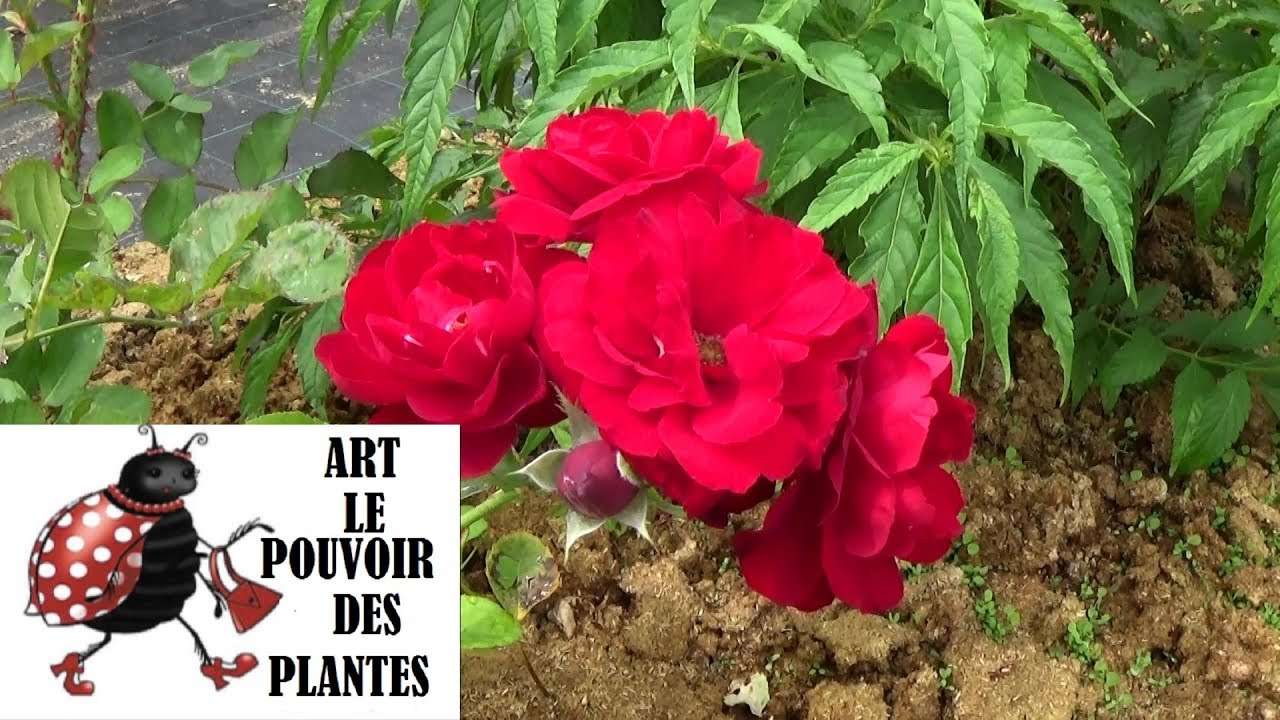 découvrez nos conseils pratiques pour l'entretien des rosiers buissons : taille, arrosage et soins pour des fleurs magnifiques toute l'année.