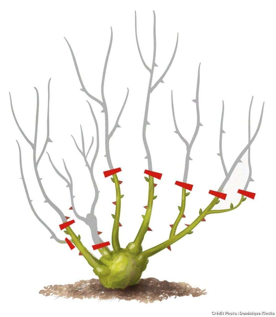 découvrez nos conseils pratiques pour l'entretien des rosiers buissons afin de garantir une floraison abondante et des plantes en pleine santé tout au long de l'année.