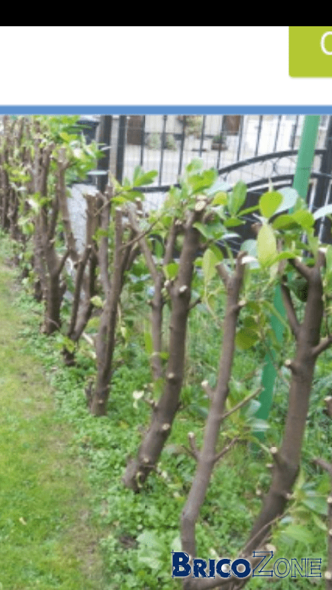 conseils pratiques pour l'entretien de la haie de laurier palme : taille, arrosage et soins pour un jardin bien entretenu toute l'année.