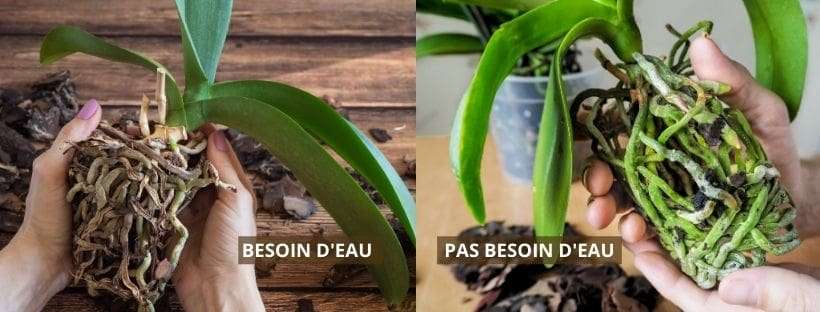 découvrez nos conseils pratiques pour l'entretien de votre orchidée phalaenopsis et profitez d'une floraison longue et épanouie toute l'année.