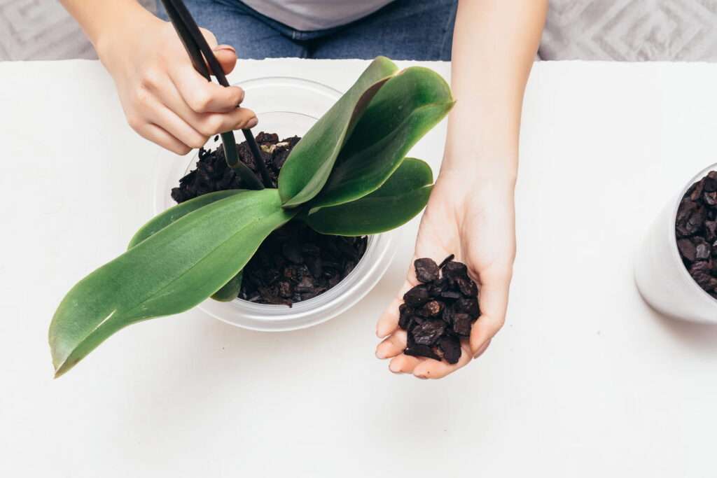 découvrez nos conseils pratiques pour l'entretien de l'orchidée phalaenopsis et profitez de magnifiques fleurs durables chez vous.