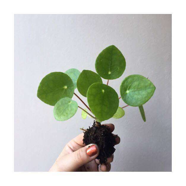 découvrez nos conseils pratiques pour l'entretien du pilea peperomioides et faites prospérer cette plante d'intérieur au charme unique.