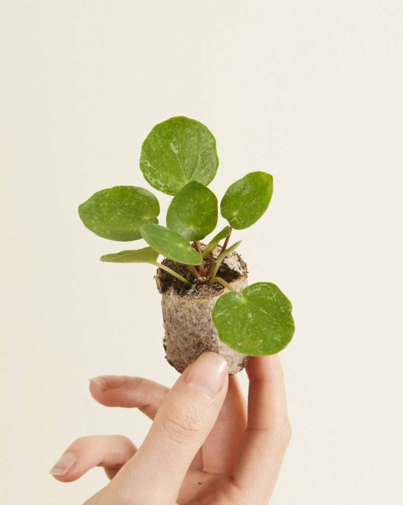découvrez comment entretenir facilement votre pilea peperomioides avec nos conseils pratiques pour un feuillage sain et éclatant.
