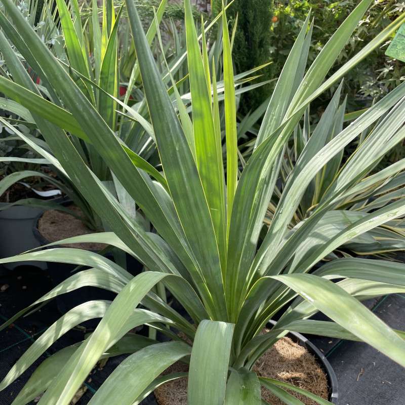 découvrez nos conseils pratiques pour l'entretien du yucca en extérieur en 2026 afin de garantir une croissance saine et un magnifique feuillage toute l'année.