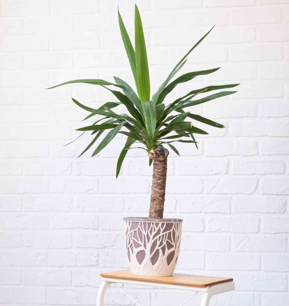 découvrez nos conseils essentiels pour l'entretien du yucca en extérieur en 2026 et assurez la santé et la beauté de votre plante toute l'année.