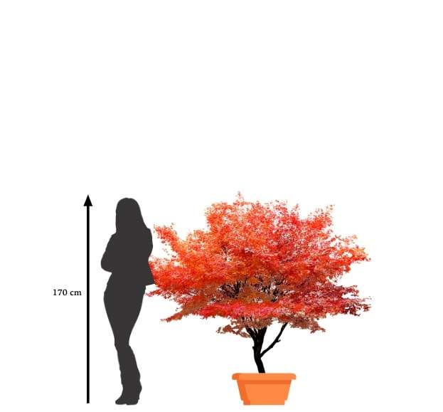 découvrez comment entretenir votre érable du japon et explorez les différentes variétés pour embellir votre jardin tout au long de l'année.