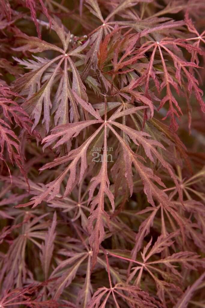 découvrez comment entretenir l'érable du japon et explorez les différentes variétés pour embellir votre jardin avec élégance.