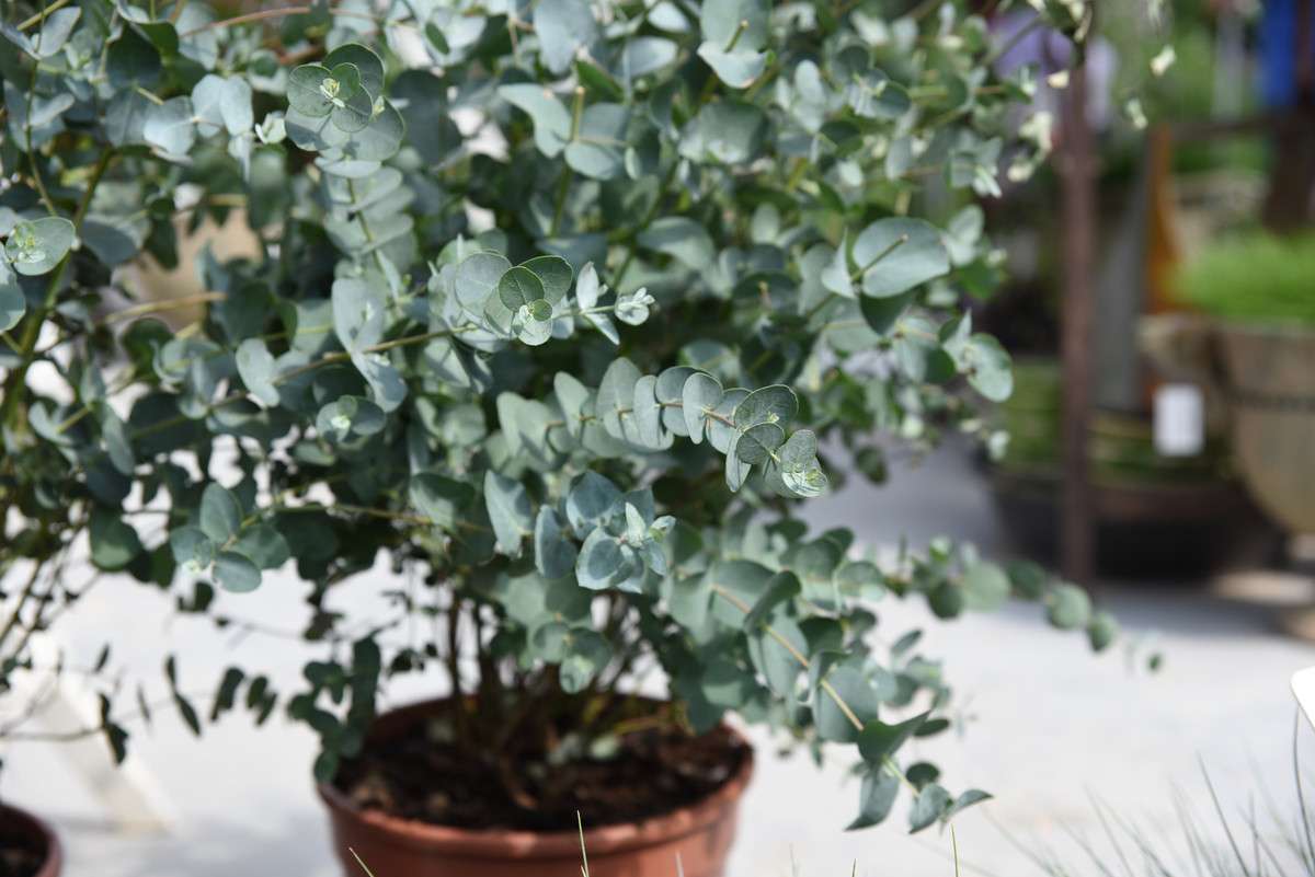 découvrez comment entretenir l'eucalyptus gunnii et ses différents usages en jardinage pour embellir et parfumer votre espace extérieur.