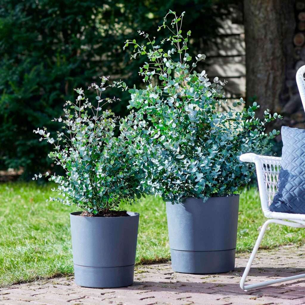 découvrez comment entretenir l'eucalyptus gunnii et ses différents usages, conseils pratiques pour un jardin sain et décoratif.