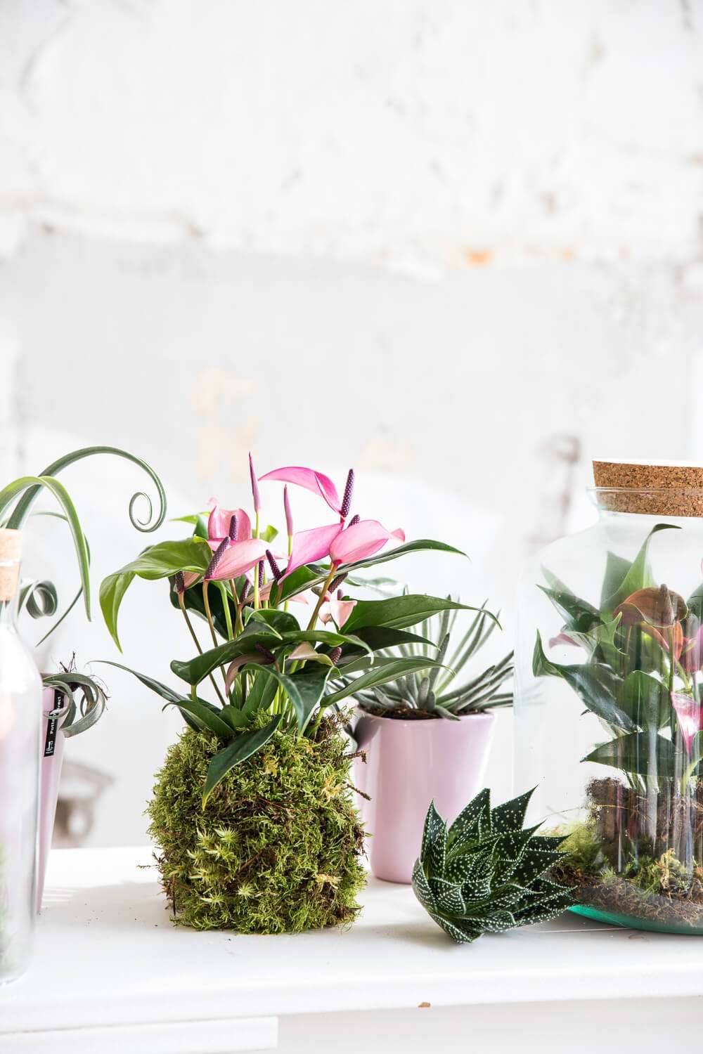 apprenez à fabriquer un kokedama maison facilement avec notre guide étape par étape pour créer une décoration végétale originale et écologique.